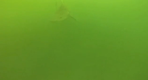 VIDEO: What lurks beneath…